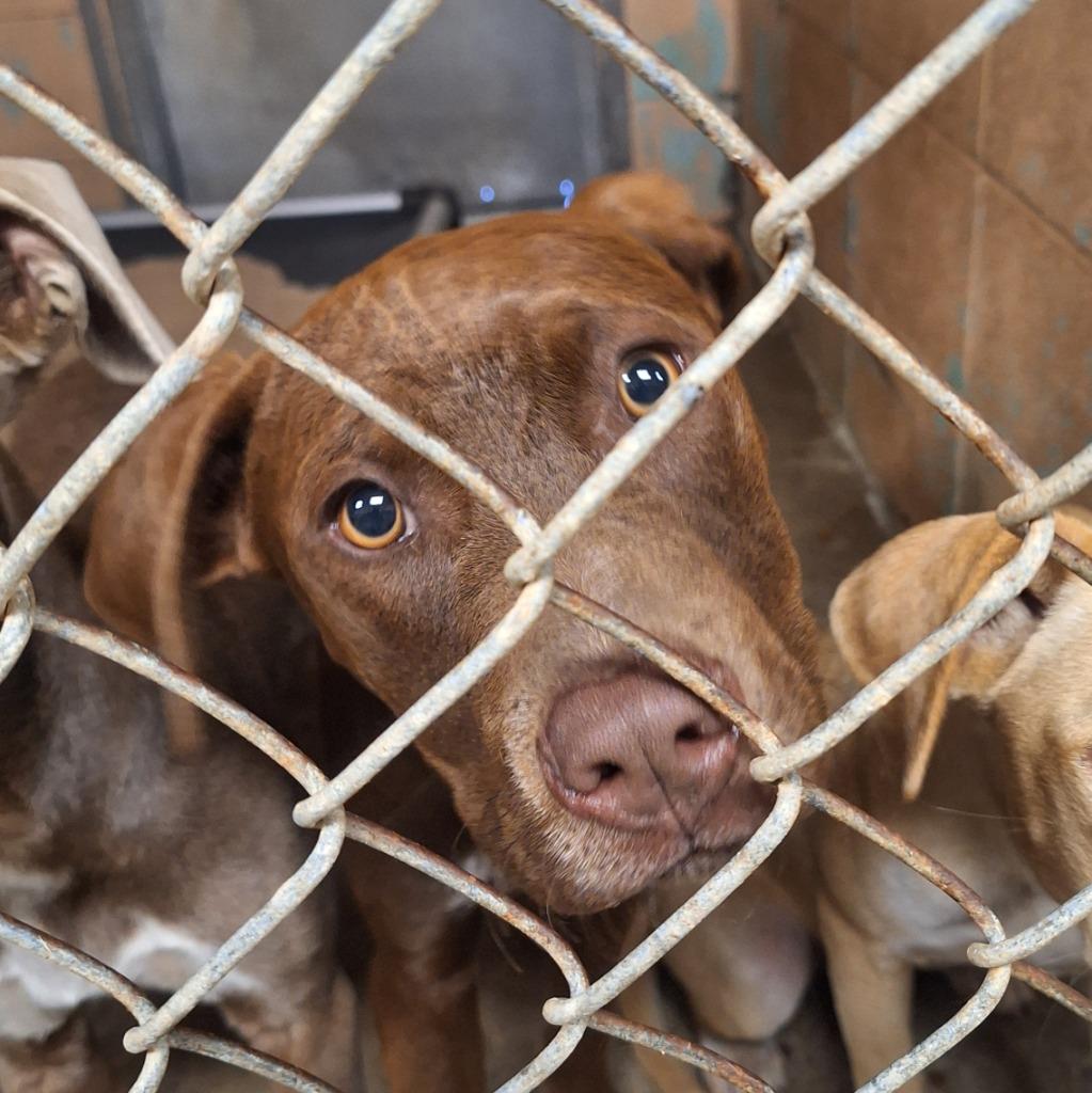 Enlarge Bob, a Adoptable Labrador Retriever in Gautier, MS image 2/2