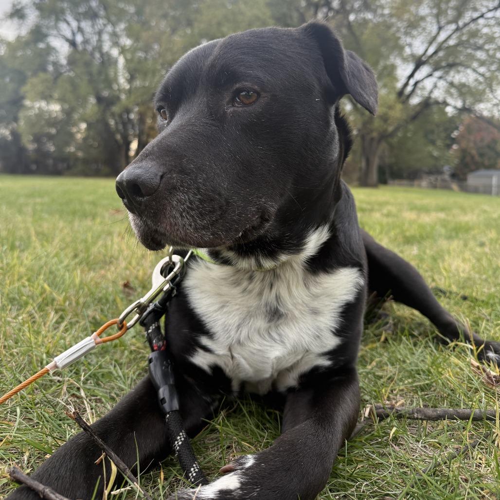 Mr. Otis, Adoptable, Adult Male Black Labrador Retriever.