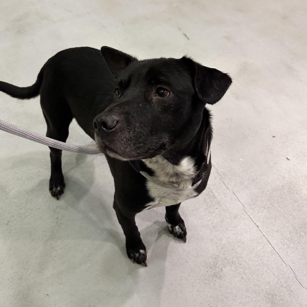 Enlarge Mr. Otis, a Adoptable mixed breed in Charlottesville, VA image 1/6