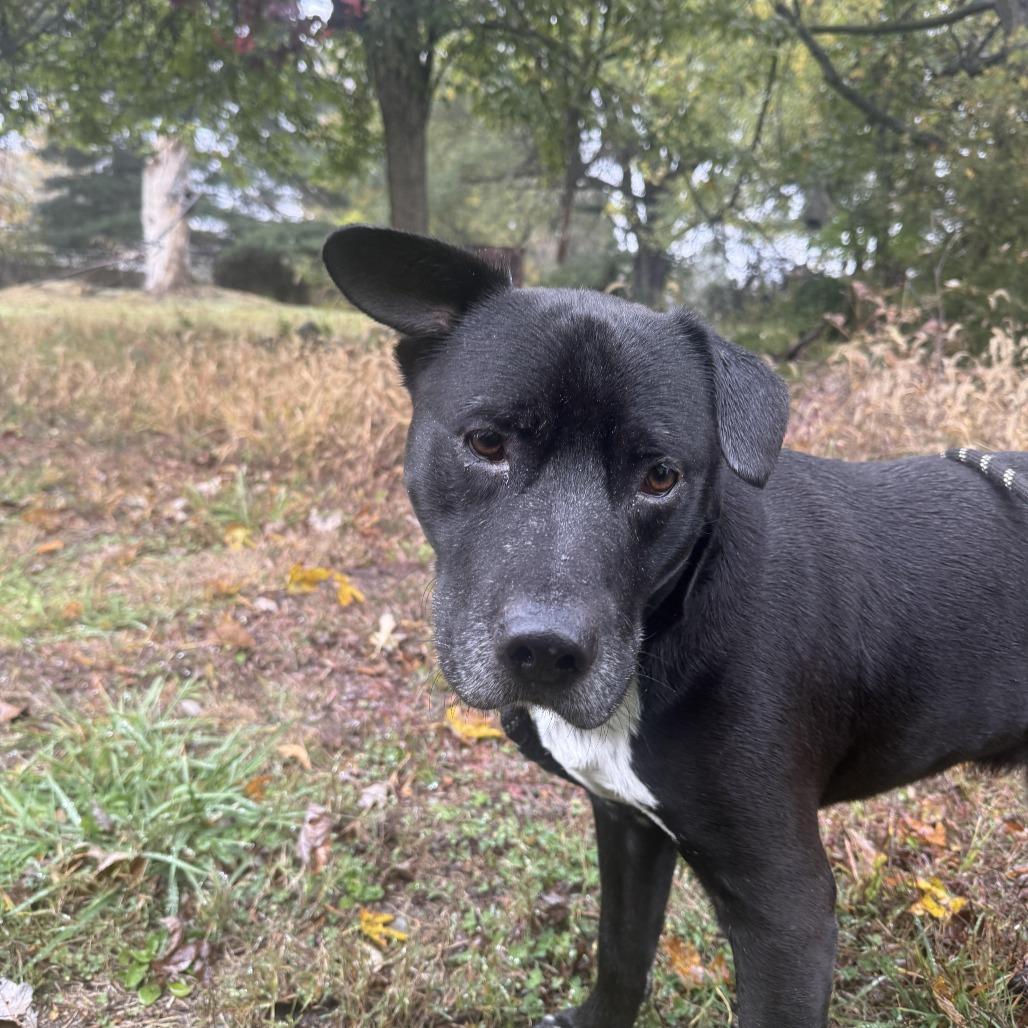 Enlarge Mr. Otis, a Adoptable mixed breed in Charlottesville, VA image 2/6