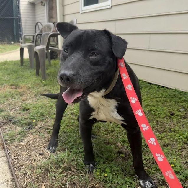 Enlarge Mr. Otis, a Adoptable mixed breed in Charlottesville, VA image 3/6
