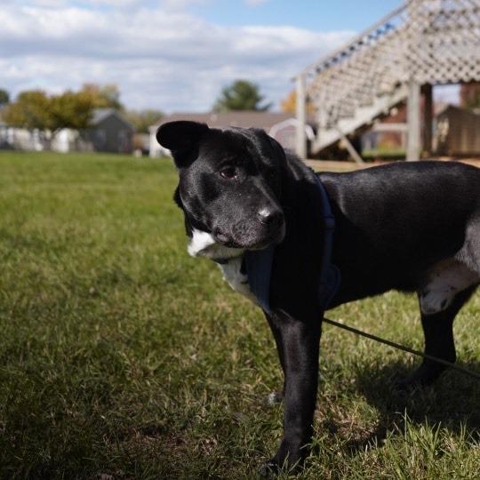 Enlarge Mr. Otis, a Adoptable mixed breed in Charlottesville, VA image 4/6