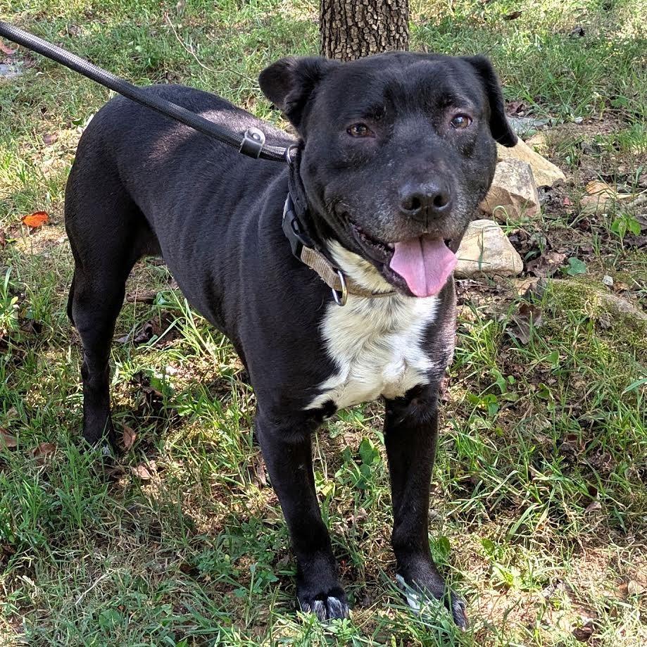 Enlarge Mr. Otis, a Adoptable mixed breed in Charlottesville, VA image 5/6