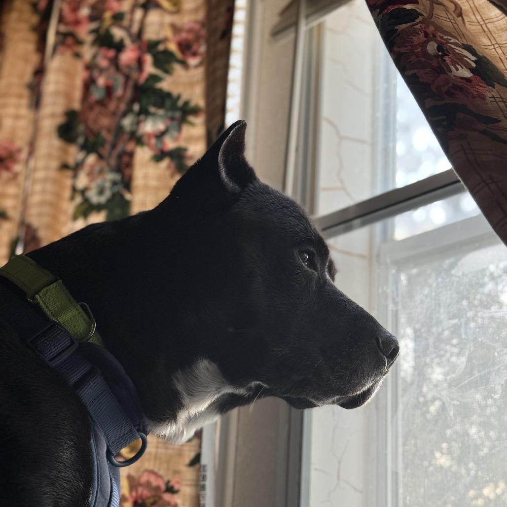 Enlarge Mr. Otis, a Adoptable mixed breed in Charlottesville, VA image 6/6