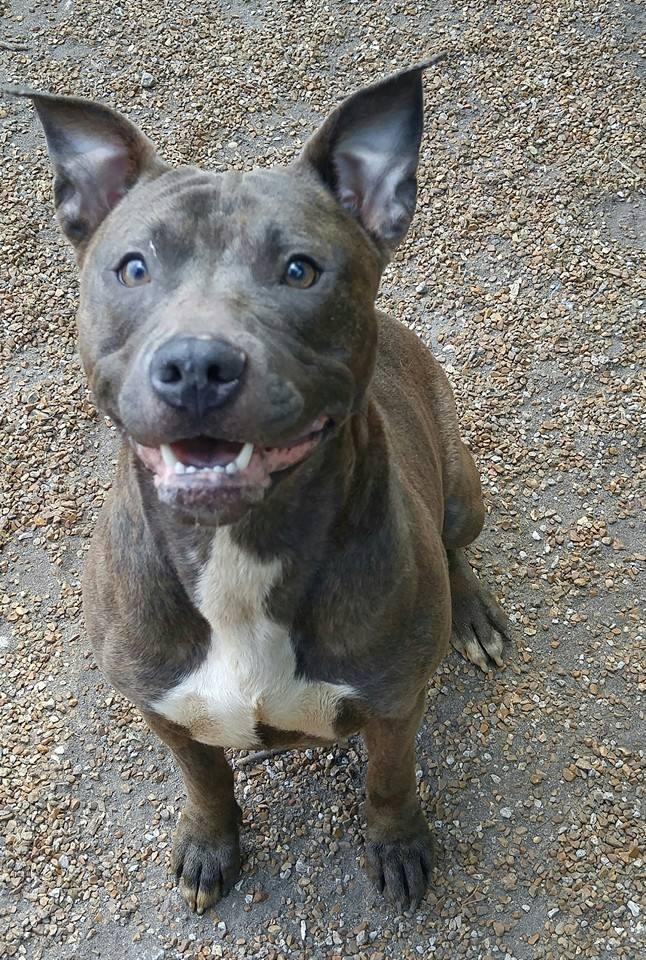 Enlarge Bella Blue, a Adoptable mixed breed in Godfrey, IL image 1/1