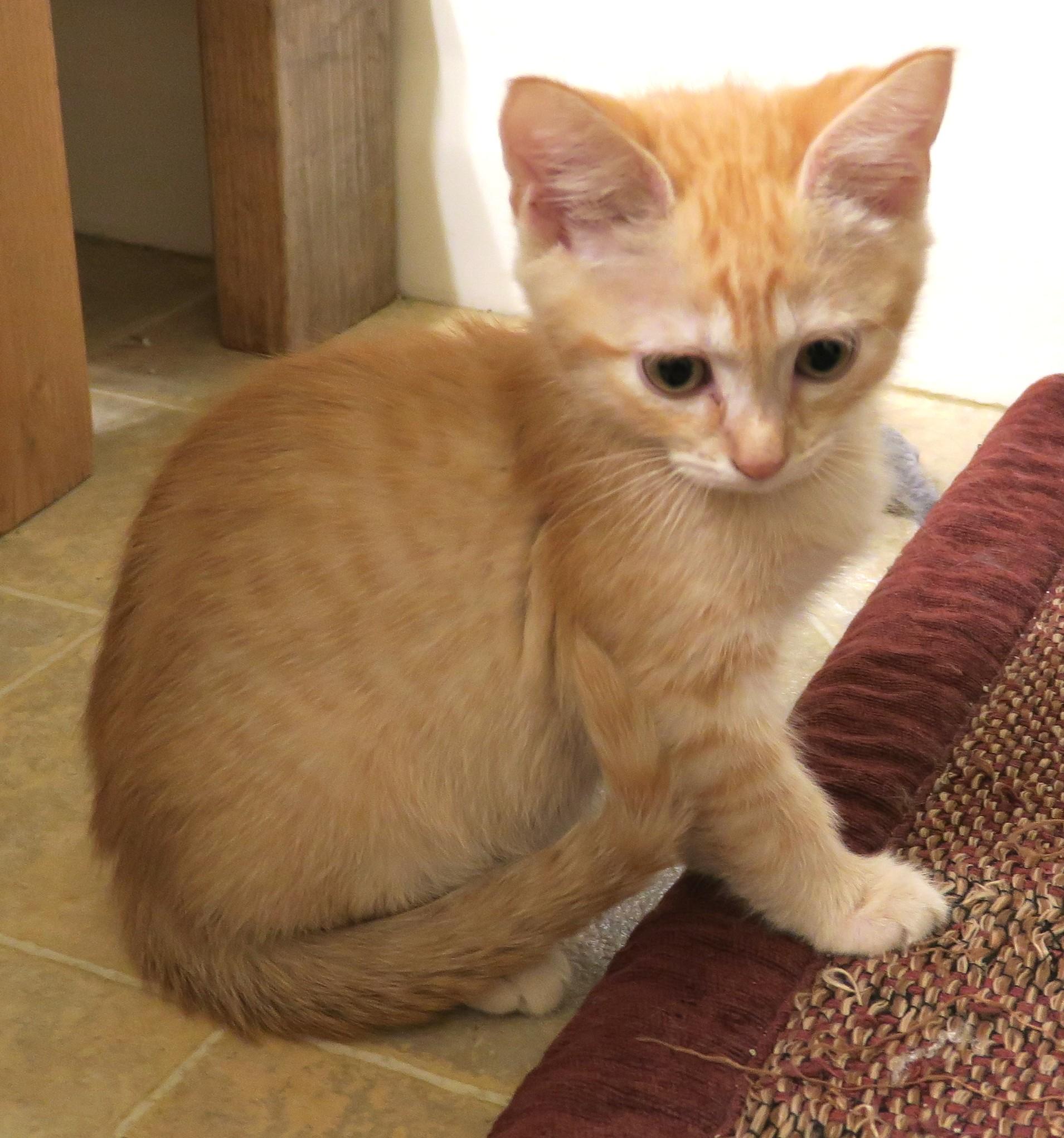 Enlarge Bingley, an adopted mixed breed in Bow, WA image 4/6