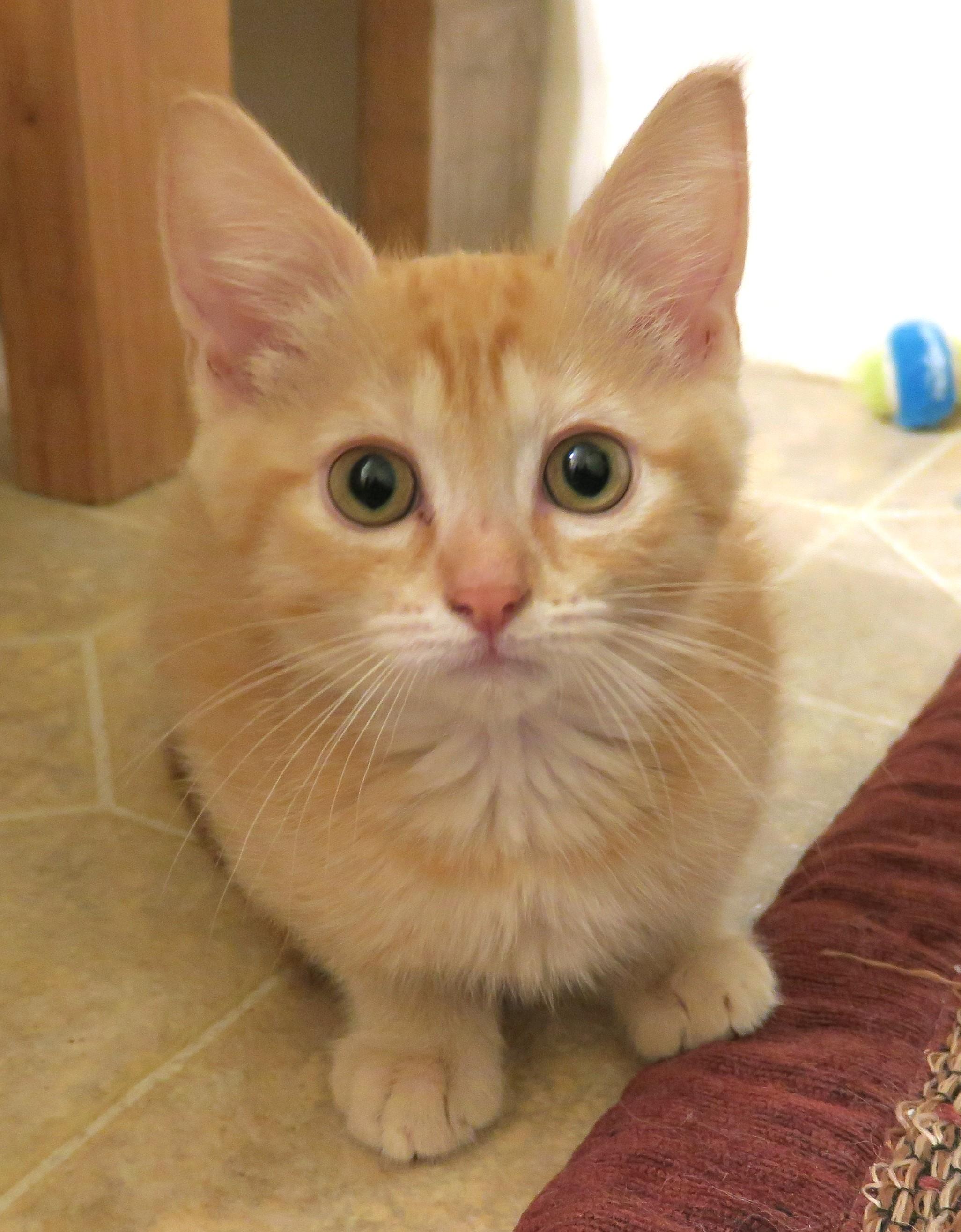 Bingley, adopted, Kitten Male Tabby.