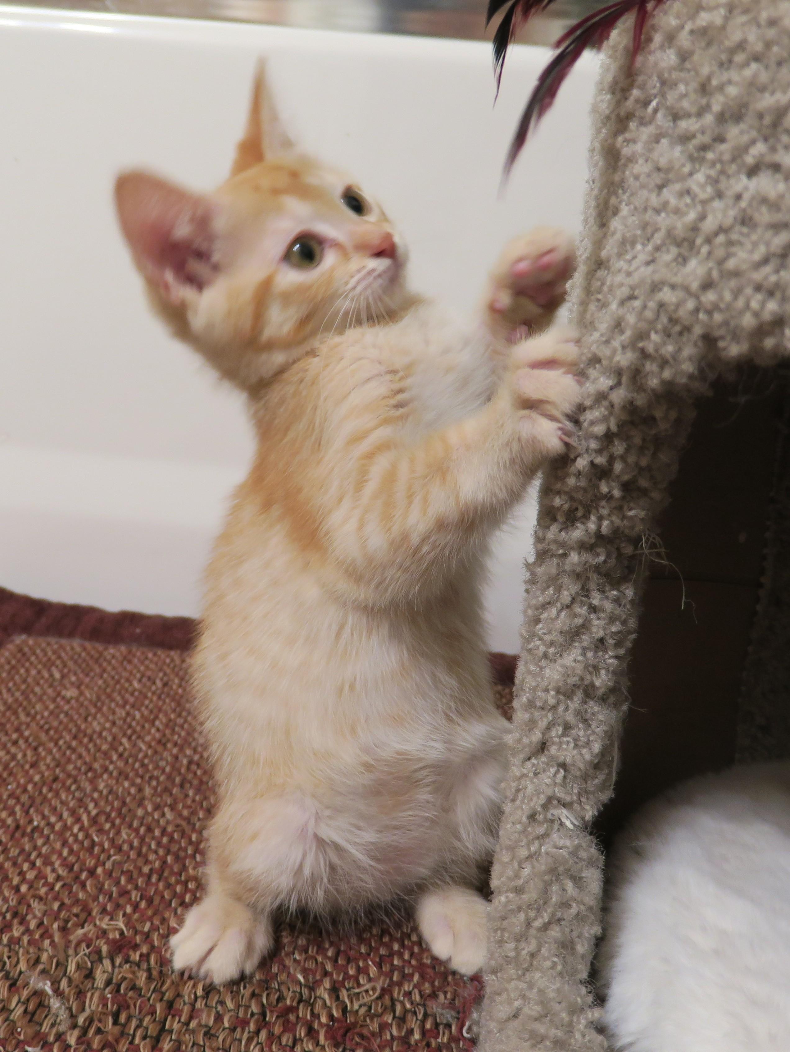 Enlarge Bingley, an adopted mixed breed in Bow, WA image 6/6