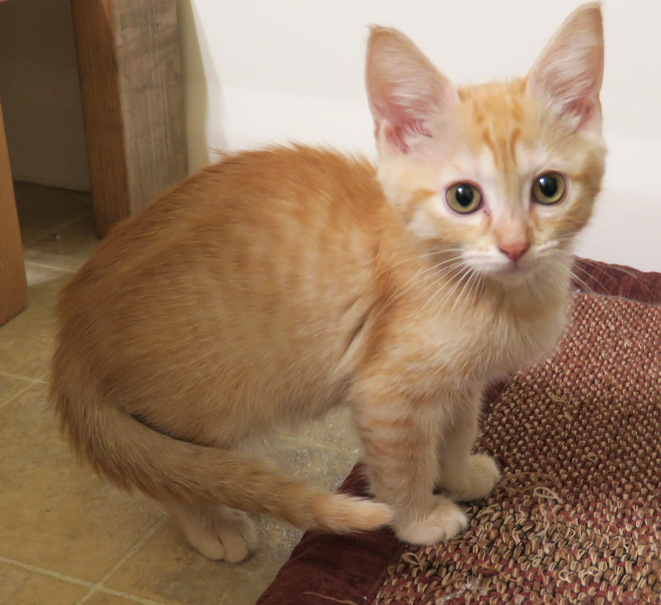 Enlarge Bingley, an adopted mixed breed in Bow, WA image 5/6