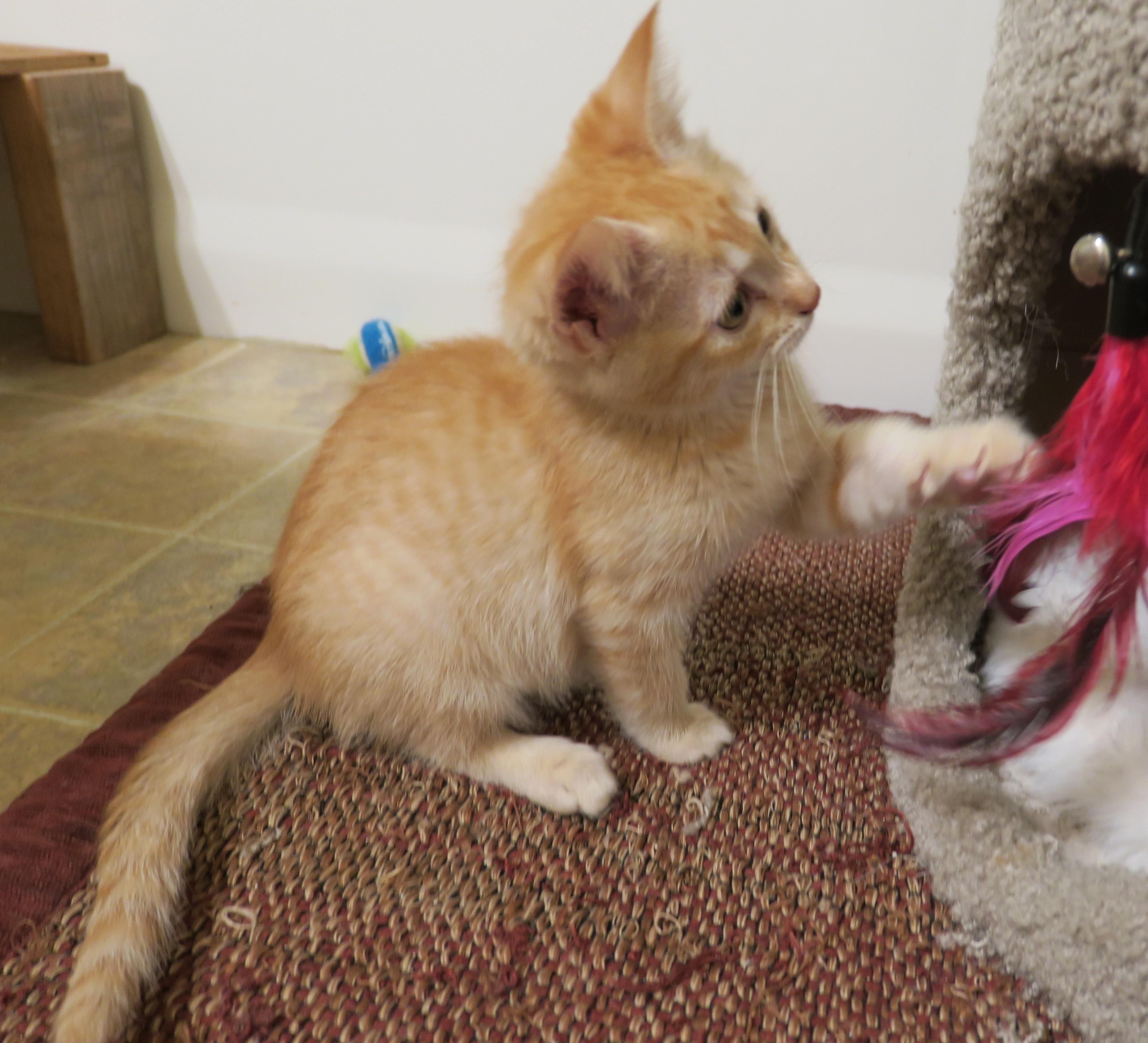 Enlarge Bingley, an adopted mixed breed in Bow, WA image 3/6