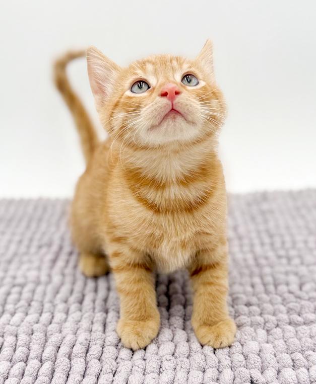 Enlarge Armand our love! Sweet and so TEENY TINY!, an adopted Tabby in Bedford Hills, NY image 3/5