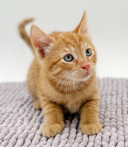 Enlarge Armand our love! Sweet and so TEENY TINY!, an adopted Tabby in Bedford Hills, NY image 5/5