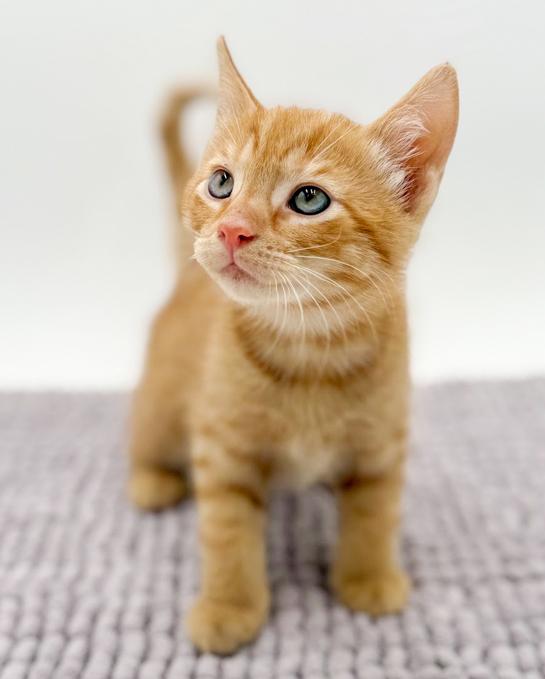 Enlarge Armand our love! Sweet and so TEENY TINY!, an adopted Tabby in Bedford Hills, NY image 2/5