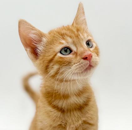 Armand our love! Sweet and so TEENY TINY!, adopted, Kitten Male Tabby.