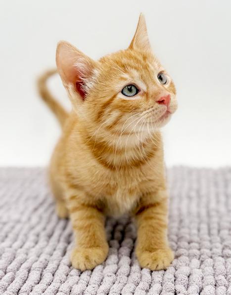 Enlarge Armand our love! Sweet and so TEENY TINY!, an adopted Tabby in Bedford Hills, NY image 4/5