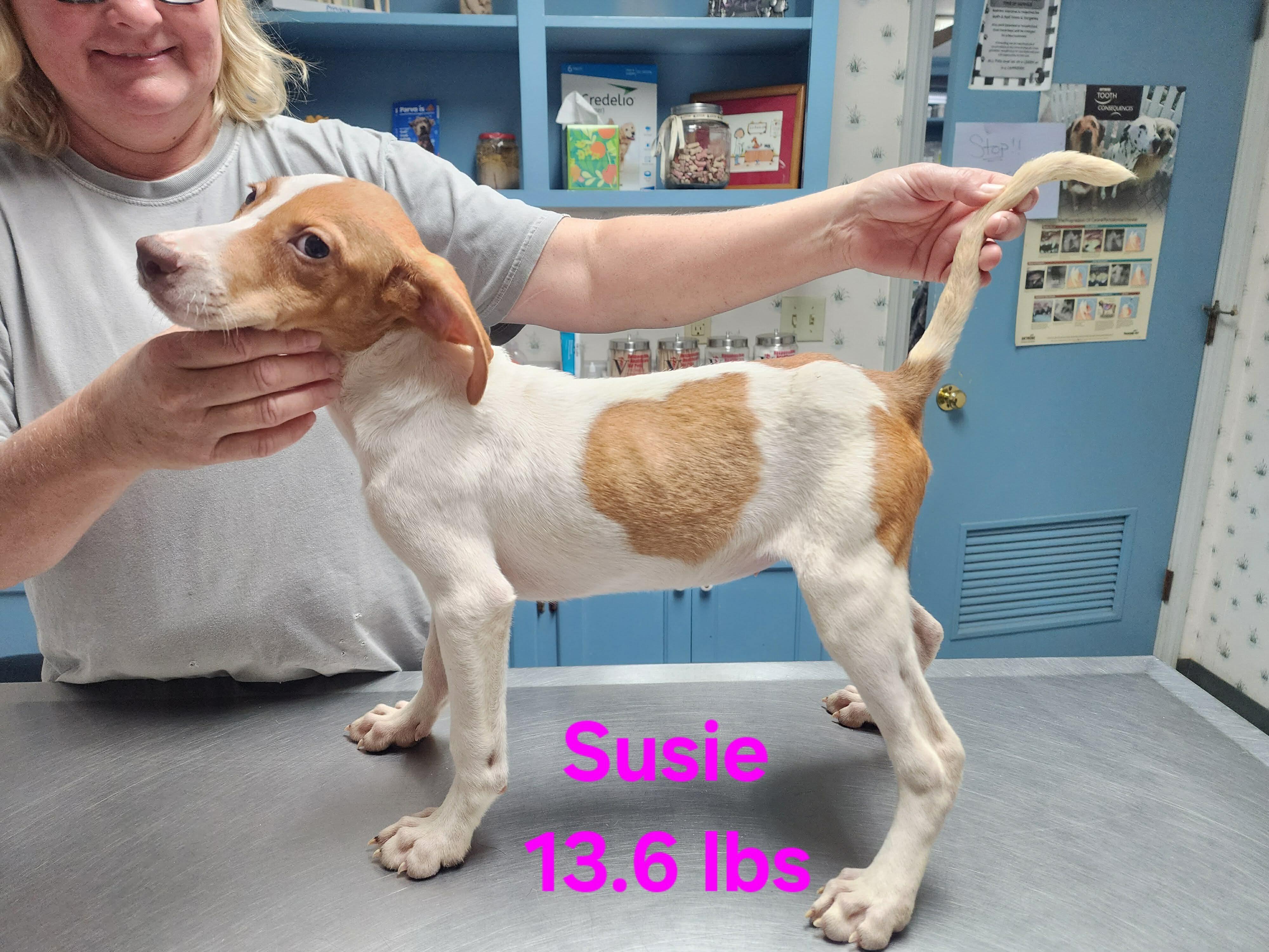 Susie, a Adoptable English Pointer in Dallas, TX image 1/2