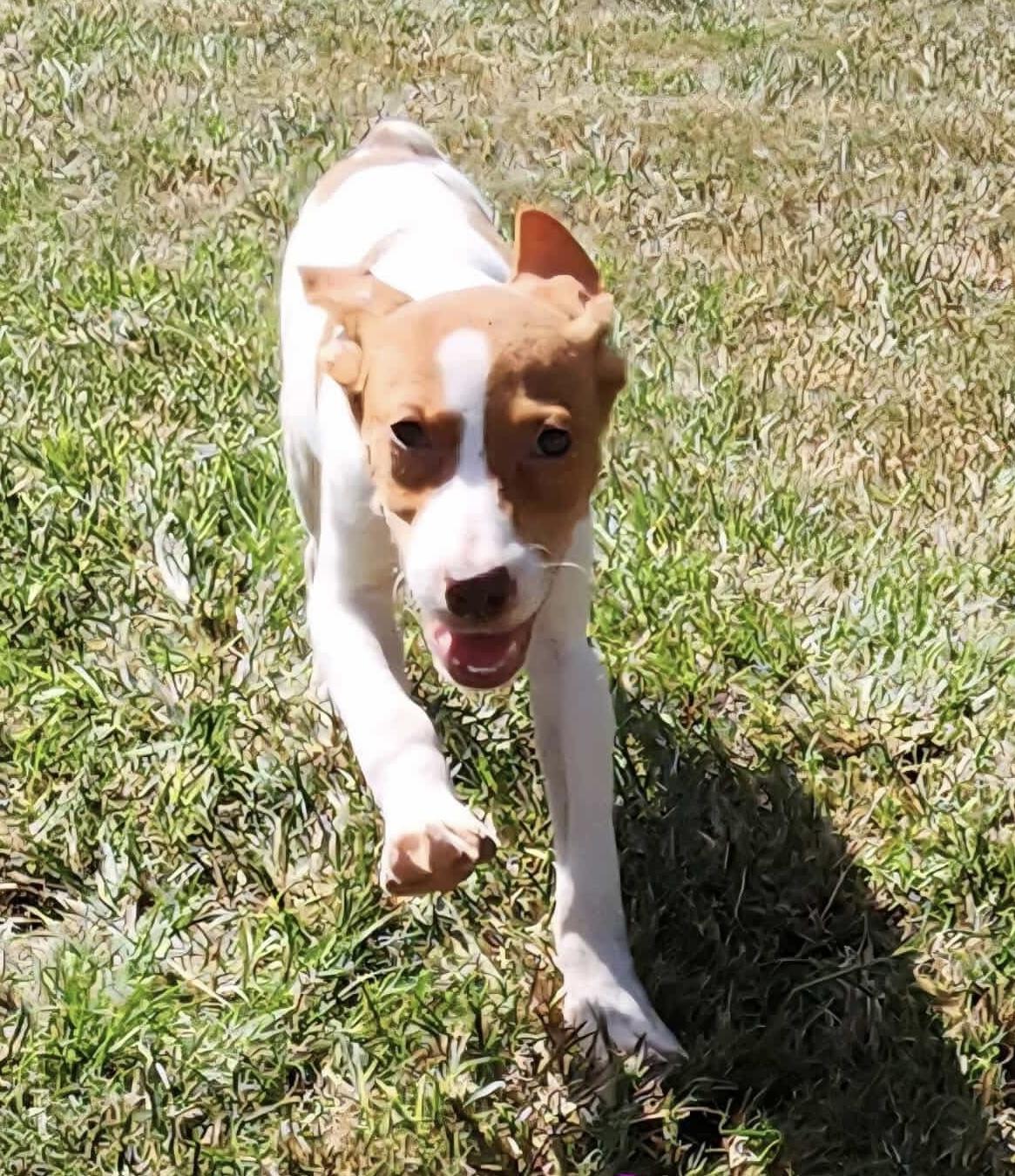 Susie, Adoptable, Puppy Female English Pointer.
