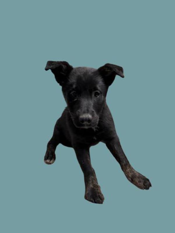 Phineas, Adoptable, Puppy Male German Shepherd Dog & Border Collie.