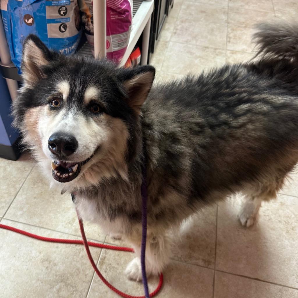 Lucy, Adopted, Adult Female Alaskan Malamute.