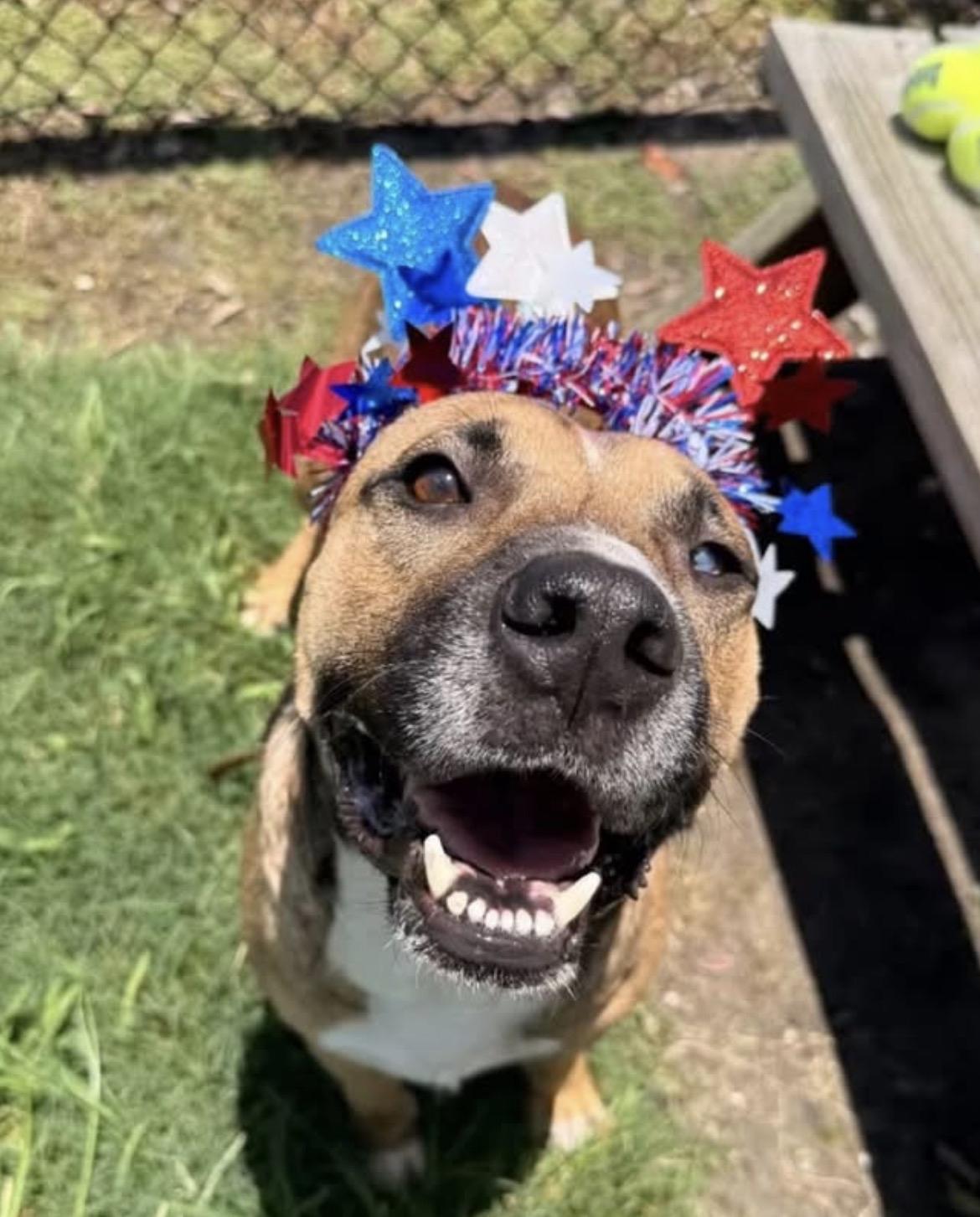 Bruno, Adoptable, Adult Male German Shepherd Dog & American Staffordshire Terrier.