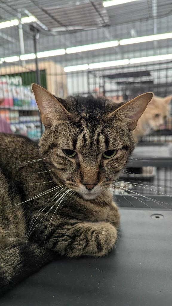 Stripes, Adoptable, Adult Male Domestic Short Hair.