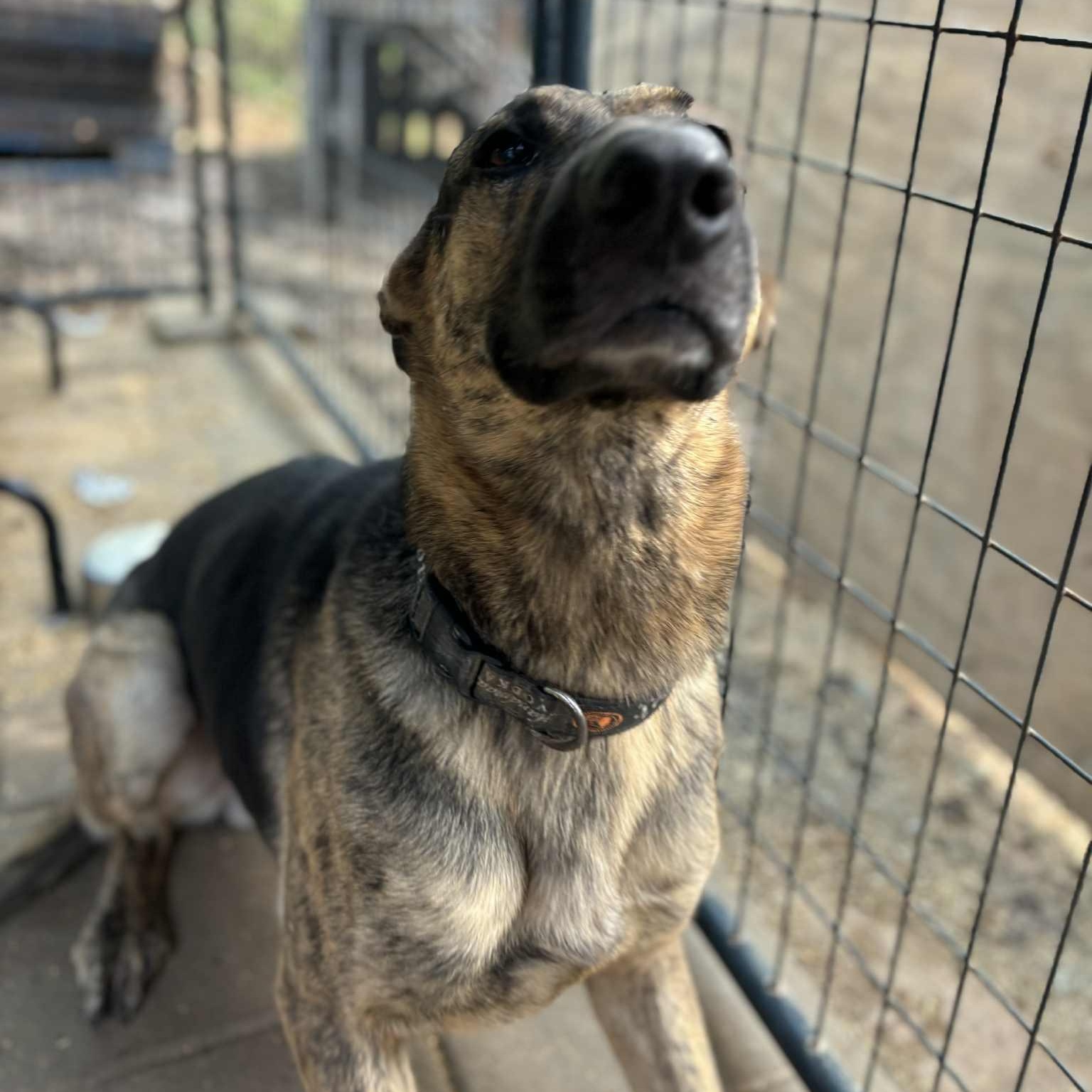 Chucky, a Adoptable mixed breed in Jay, NY image 4/5