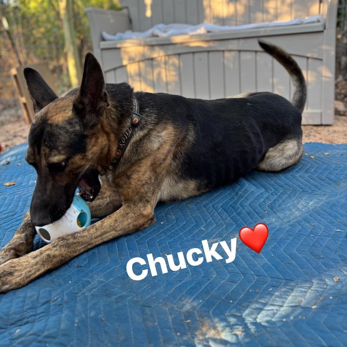 Chucky, Adoptable, Young Male German Shepherd Dog.