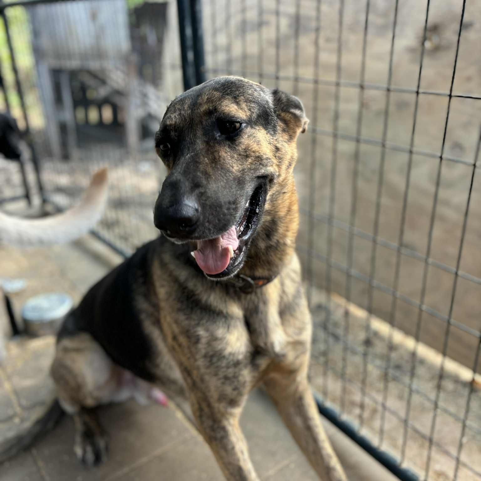 Chucky, a Adoptable mixed breed in Jay, NY image 3/5