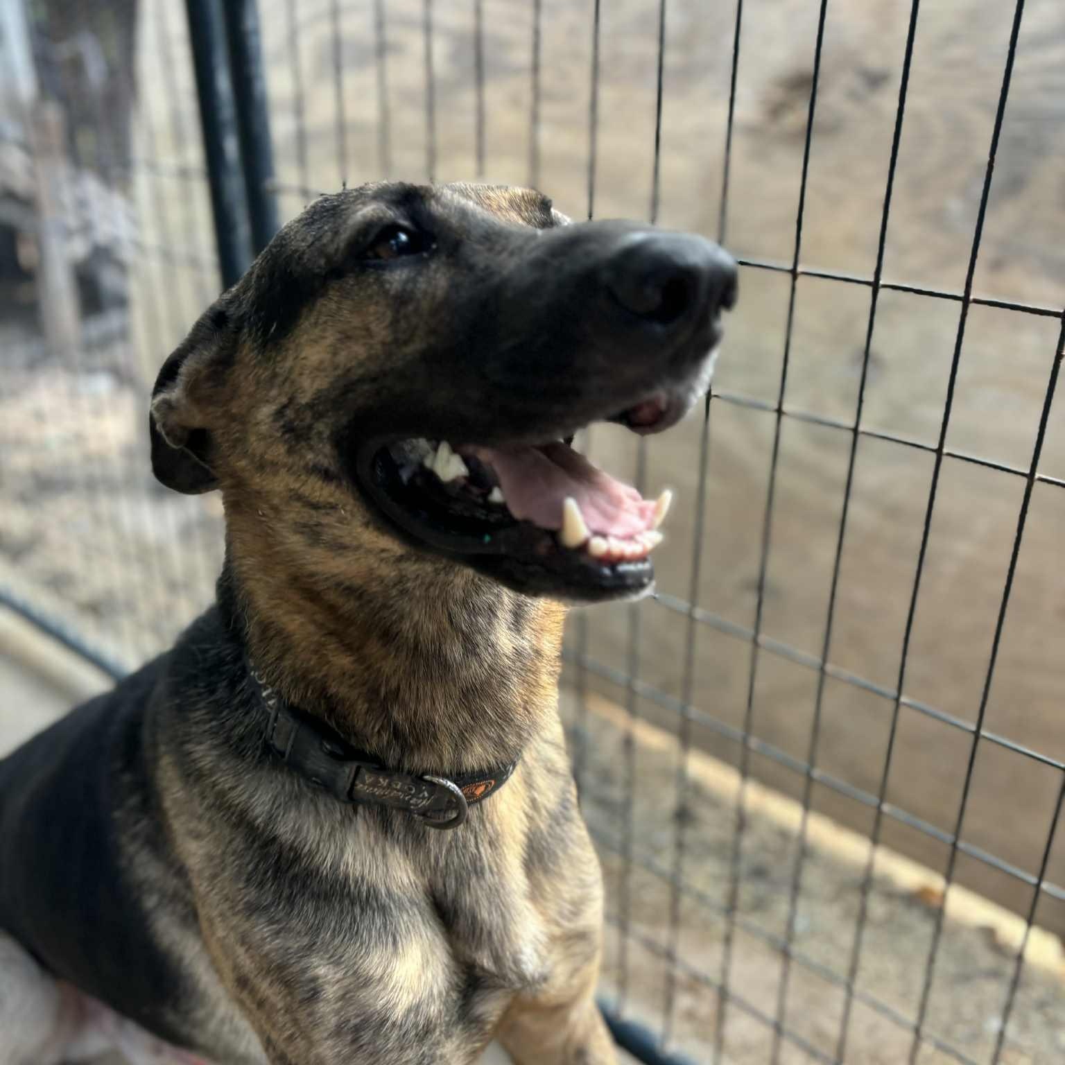 Chucky, a Adoptable mixed breed in Jay, NY image 5/5