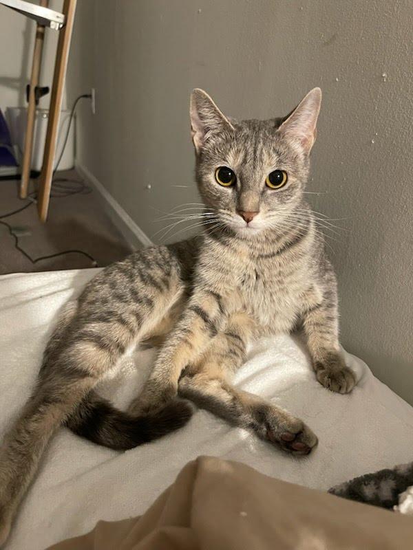 Meow & Olive Looking for a Home, Adoptable, Adult Female Domestic Short Hair.