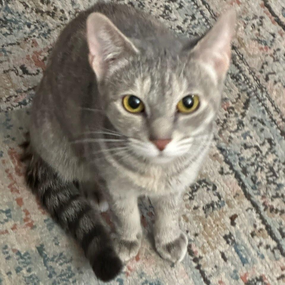 Enlarge Meow & Olive Looking for a Home, a Adoptable Domestic Short Hair in Clifton, NJ image 2/5