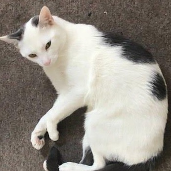 Enlarge Meow & Olive Looking for a Home, a Adoptable Domestic Short Hair in Clifton, NJ image 3/5