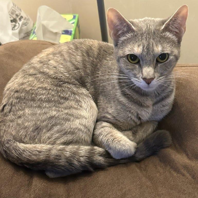 Enlarge Meow & Olive Looking for a Home, a Adoptable Domestic Short Hair in Clifton, NJ image 4/5