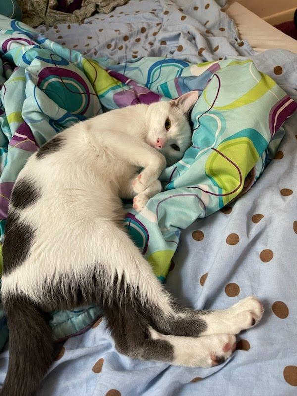 Enlarge Meow & Olive Looking for a Home, a Adoptable Domestic Short Hair in Clifton, NJ image 5/5