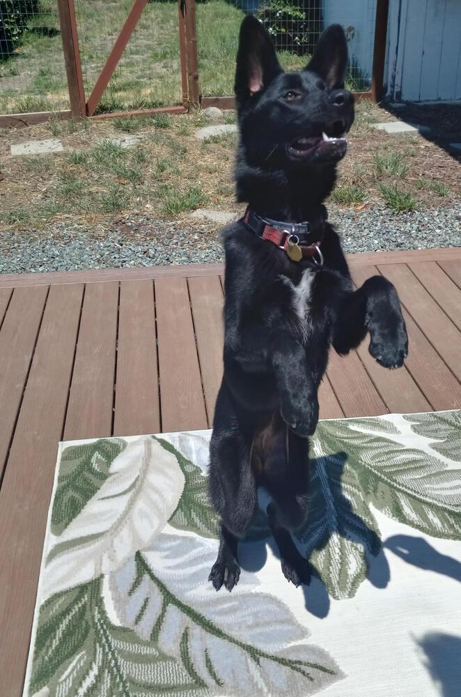 Charley, Adoptable, Young Female German Shepherd Dog.