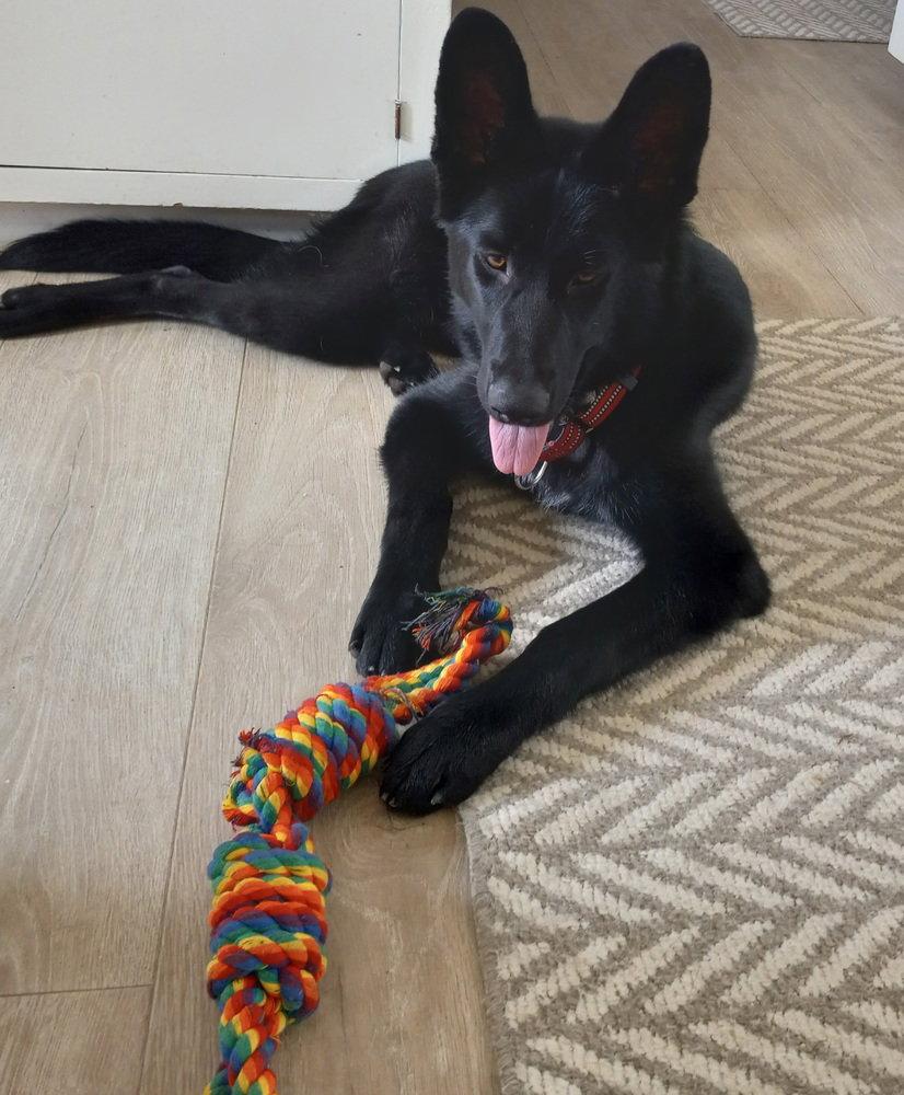 Charley, a Adoptable German Shepherd Dog in Cupertino, CA image 2/3