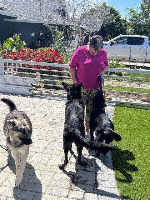 Charley, Adoptable, Young Female German Shepherd Dog.