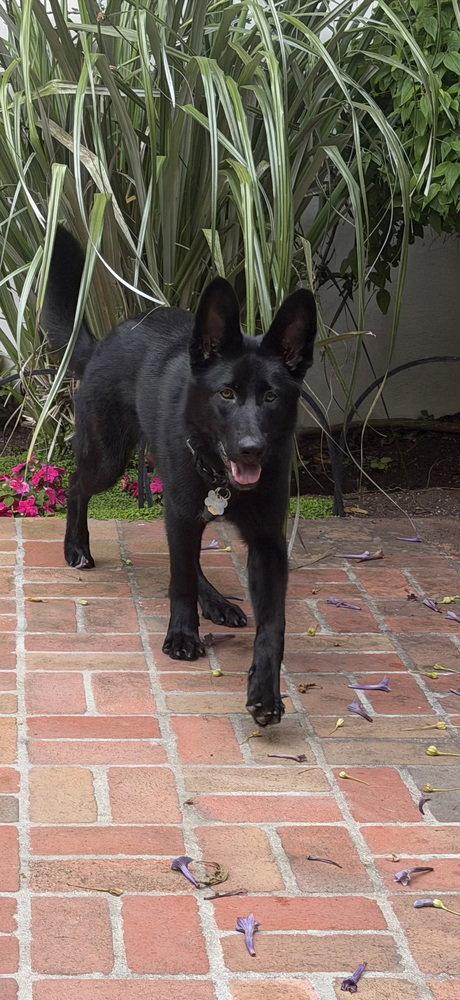 Charley, a Adoptable German Shepherd Dog in Cupertino, CA image 3/3