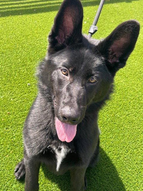 Enlarge Charley, a Adoptable German Shepherd Dog in Cupertino, CA image 2/3