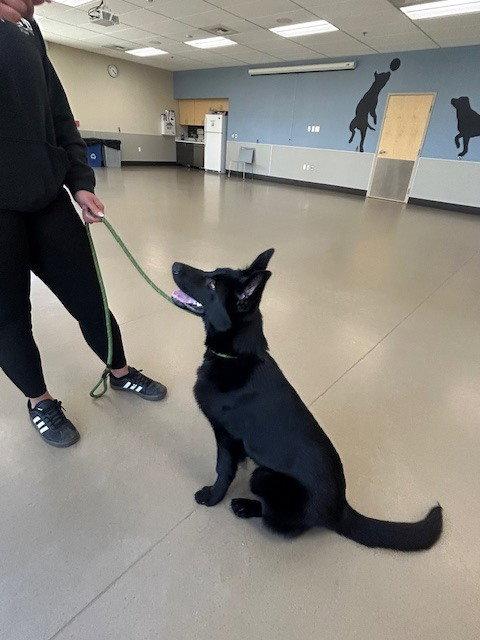 Enlarge Charley, a Adoptable German Shepherd Dog in Cupertino, CA image 3/3