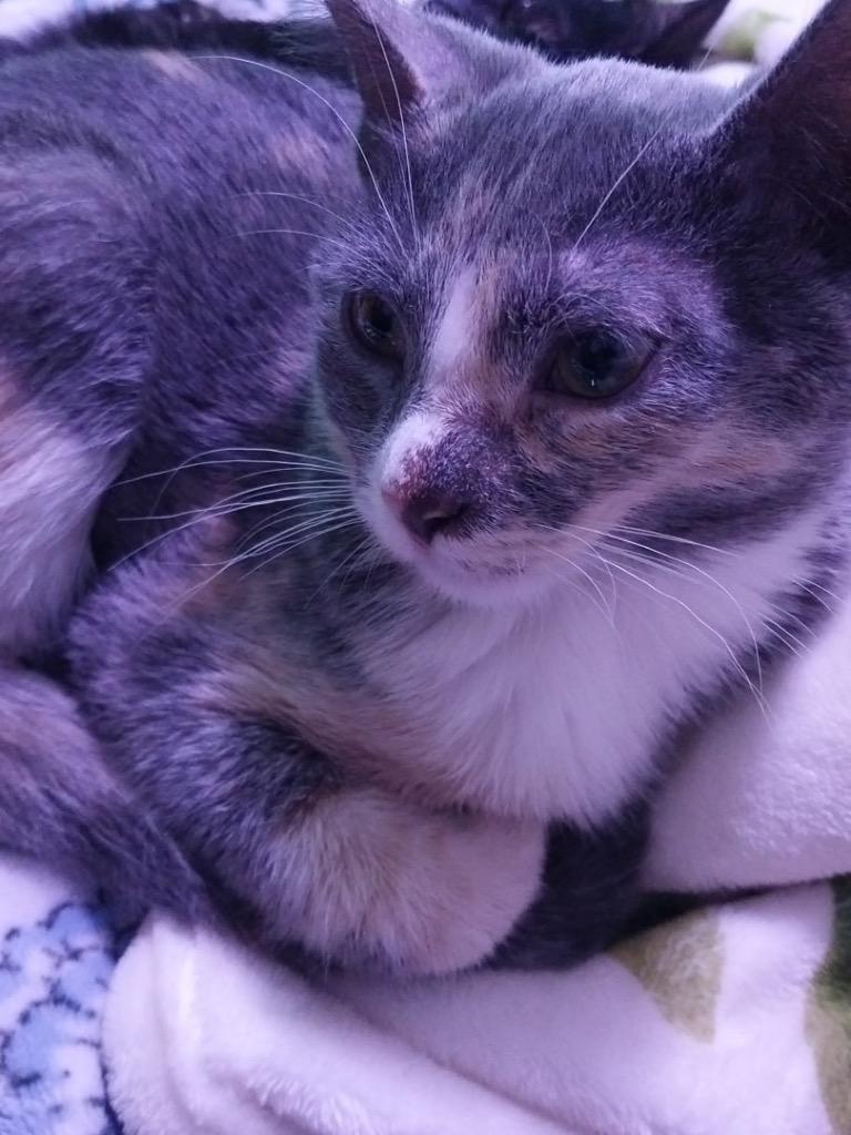 Popsicle, Adoptable, Kitten Female Domestic Short Hair.