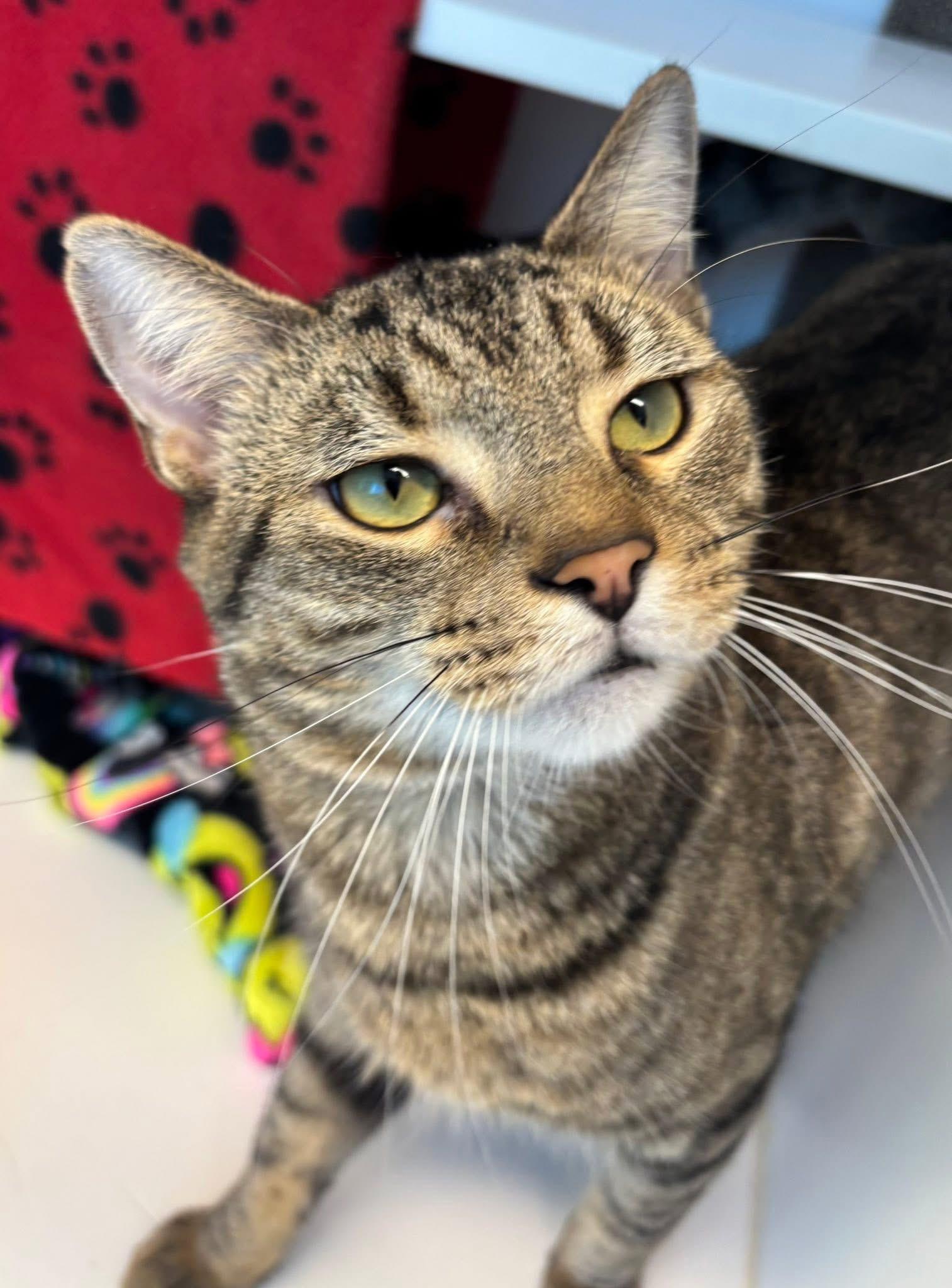 Chess Club (ID 49030/3702), Adoptable, Adult Male Domestic Short Hair.