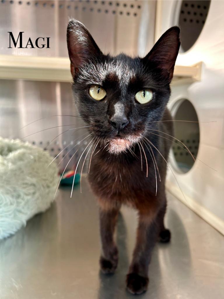 Magi, Adoptable, Adult Female Domestic Short Hair.