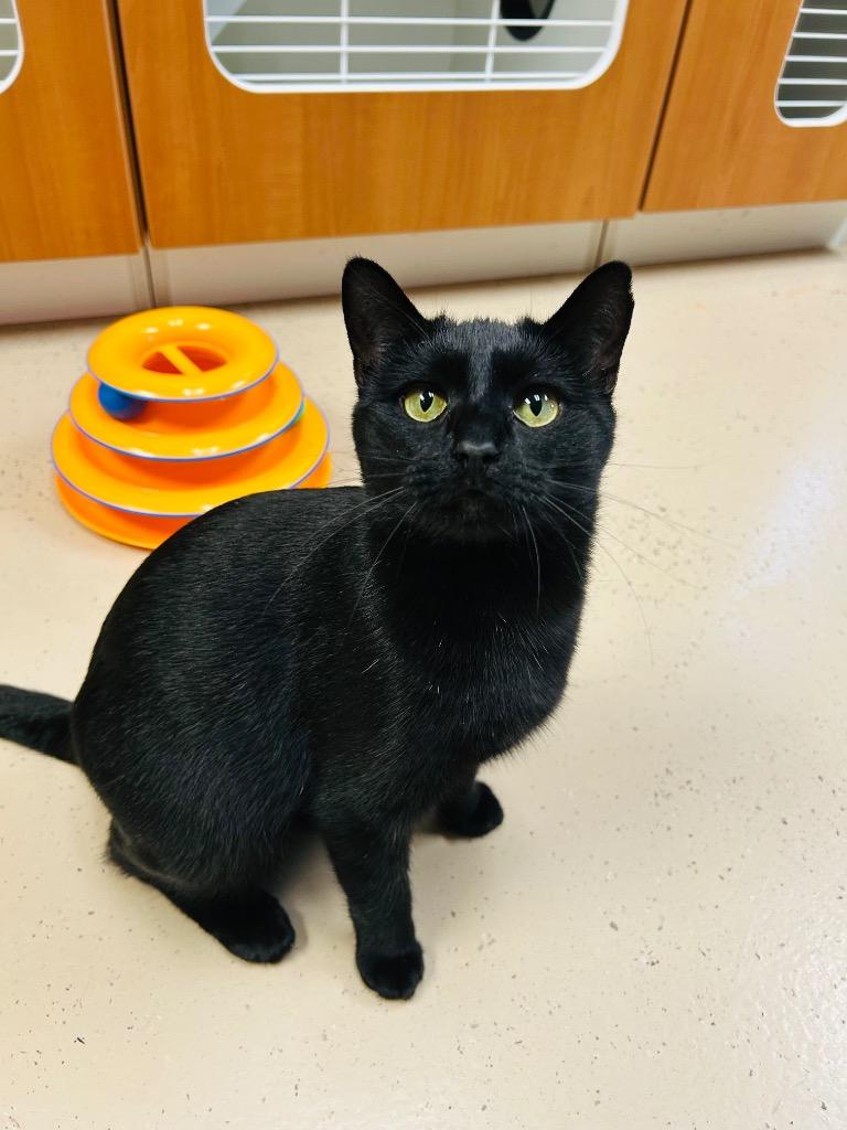 Enlarge Magi, a Adoptable mixed breed in West Union, OH image 2/4