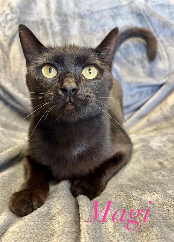 Enlarge Magi, a Adoptable mixed breed in West Union, OH image 3/4