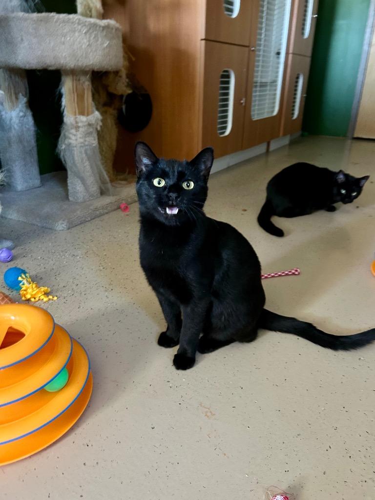 Enlarge Magi, a Adoptable mixed breed in West Union, OH image 4/4