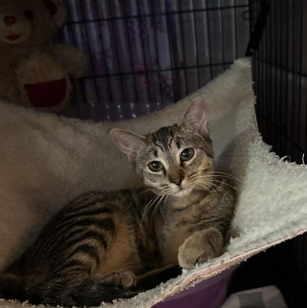 Enlarge Honey, an adopted Tabby in Waxahachie, TX image 2/3