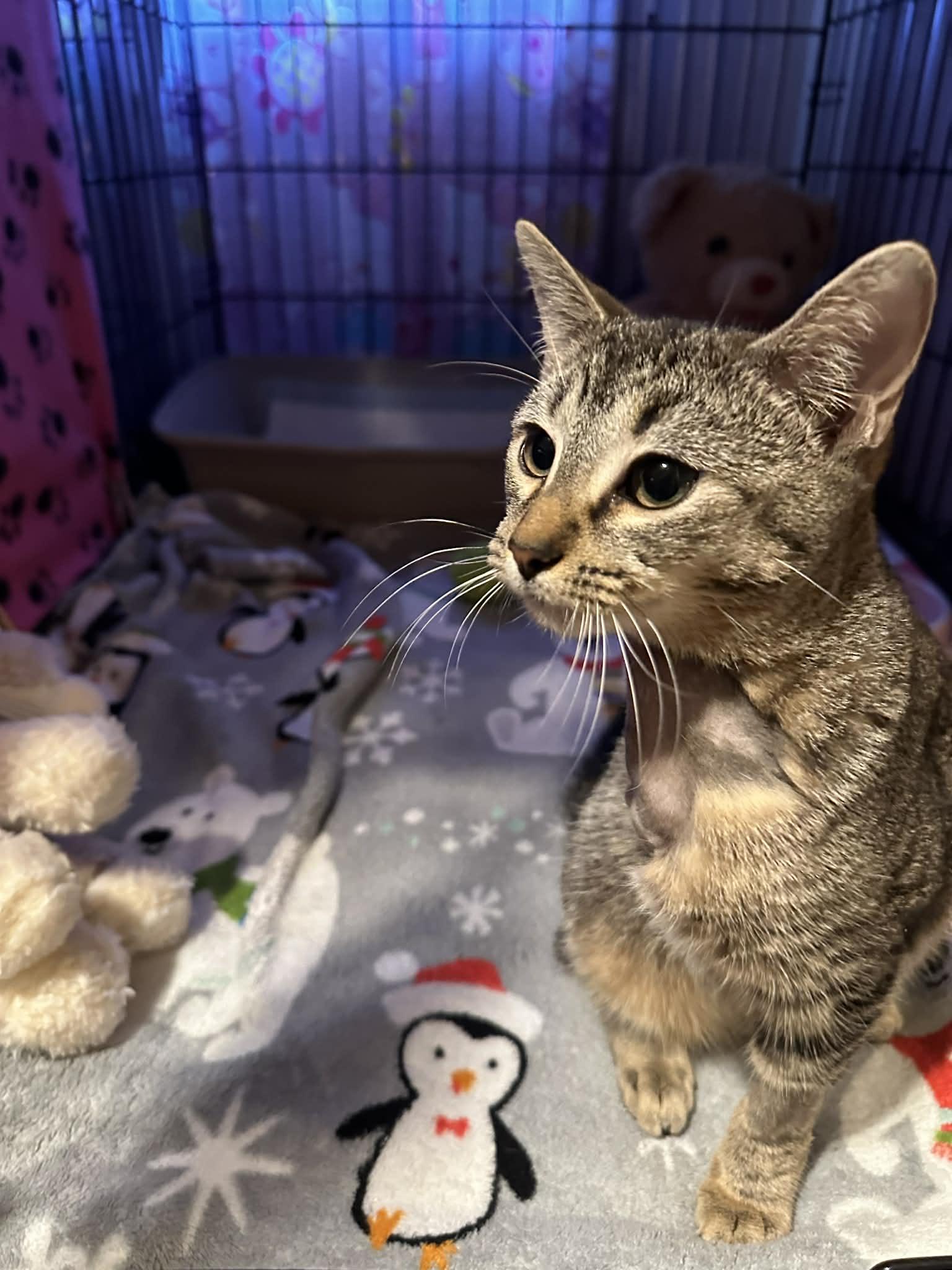 Enlarge Honey, an adopted Tabby in Waxahachie, TX image 3/3