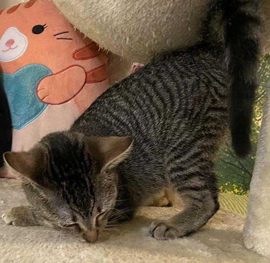 Honey, adopted, Kitten Female Tabby.