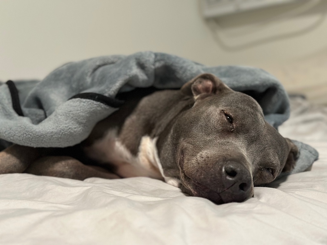 Enlarge Jeanie, a Adoptable Pit Bull Terrier in Claremont, CA image 1/5